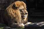 Löwe - Zoo Dortmund
